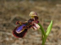 Ophrys speculum 92, Saxifraga-Ed Stikvoort