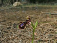 Ophrys speculum 93, Saxifraga-Ed Stikvoort
