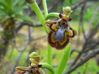 Ophrys speculum 95, Saxifraga-Ed Stikvoort