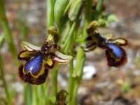 Ophrys speculum 98, Saxifraga-Ed Stikvoort