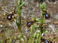 Ophrys speculum 99, Saxifraga-Ed Stikvoort