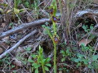 Ophrys speculum ssp lusitanica 101, Saxifraga-Ed Stikvoort