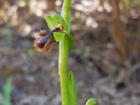 Ophrys speculum ssp lusitanica 102, Saxifraga-Ed Stikvoort