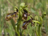 Ophrys speculum ssp lusitanica 33, Saxifraga-Willem van Kruijsbergen