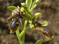 Ophrys speculum ssp lusitanica 37, Saxifraga-Willem van Kruijsbergen