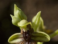 Ophrys speculum ssp lusitanica 70, Saxifraga-Willem van Kruijsbergen