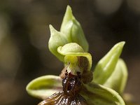Ophrys speculum ssp lusitanica 71, Saxifraga-Willem van Kruijsbergen