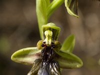 Ophrys speculum ssp lusitanica 72, Saxifraga-Willem van Kruijsbergen