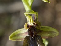 Ophrys speculum ssp lusitanica 74, Saxifraga-Willem van Kruijsbergen