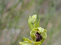Ophrys sphegodes 11, Saxifraga-Jeroen Willemsen