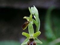 Ophrys sphegodes 12, Saxifraga-Jeroen Willemsen