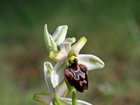 Ophrys sphegodes 13, Saxifraga-Jeroen Willemsen