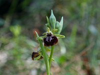 Ophrys sphegodes 14, Saxifraga-Jeroen Willemsen