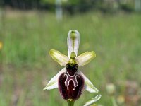 Ophrys sphegodes 15, Saxifraga-Jeroen Willemsen