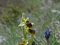 Ophrys sphegodes 18, Saxifraga-Jeroen Willemsen