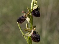 Ophrys sphegodes 19, Saxifraga-Willem van Kruijsbergen