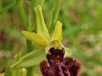 Ophrys sphegodes 2, Saxifraga-Hans Dekker