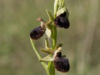 Ophrys sphegodes 20, Saxifraga-Willem van Kruijsbergen