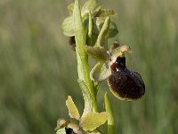 Ophrys sphegodes 21, Saxifraga-Willem van Kruijsbergen