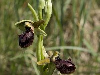 Ophrys sphegodes 22, Saxifraga-Willem van Kruijsbergen