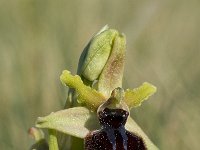 Ophrys sphegodes 23, Saxifraga-Willem van Kruijsbergen