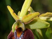 Ophrys sphegodes 25, Saxifraga-Hans Dekker