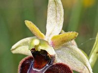 Ophrys sphegodes 26, Saxifraga-Hans Dekker