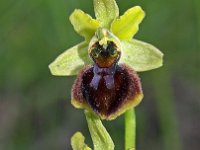 Ophrys sphegodes 27, Saxifraga-Hans Dekker