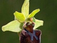Ophrys sphegodes 28, Saxifraga-Hans Dekker