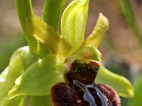 Ophrys sphegodes 3, Saxifraga-Hans Dekker