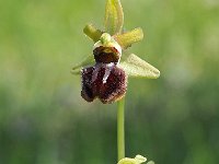 Ophrys sphegodes 30, Saxifraga-Hans Dekker