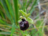 Ophrys sphegodes 32, Saxifraga-Ed Stikvoort