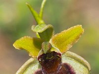 Ophrys sphegodes 33, Saxifraga-Hans Dekker