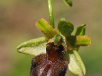 Ophrys sphegodes 34, Saxifraga-Hans Dekker