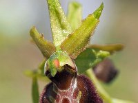 Ophrys sphegodes 35, Saxifraga-Hans Dekker