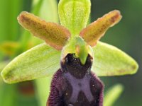 Ophrys sphegodes 36, Saxifraga-Hans Dekker
