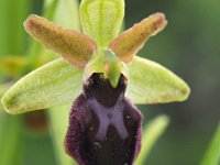 Ophrys sphegodes 37, Saxifraga-Hans Dekker