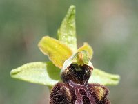 Ophrys sphegodes 38, Saxifraga-Hans Dekker