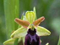 Ophrys sphegodes 39, Saxifraga-Hans Dekker