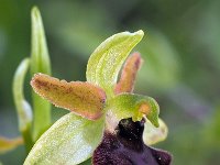 Ophrys sphegodes 40, Saxifraga-Hans Dekker