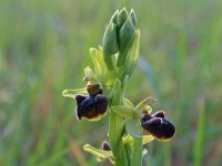 Ophrys sphegodes 42, Saxifraga-Jeroen Willemsen