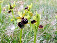 Ophrys sphegodes 49, Saxifraga-Hans Grotenhuis