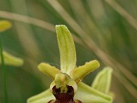 Ophrys sphegodes 5, Saxifraga-Hans Dekker