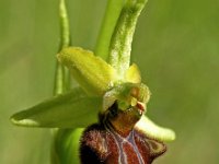 Ophrys sphegodes 6, Saxifraga-Hans Dekker