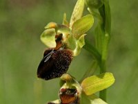 Ophrys sphegodes 7, Saxifraga-Hans Dekker