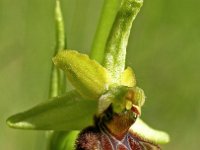 Ophrys sphegodes 8, Saxifraga-Hans Dekker