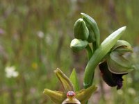 Ophrys sphegodes ssp atrata 16, Saxifraga-Jeroen Willemsen