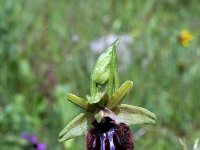 Ophrys sphegodes ssp atrata 17, Saxifraga-Jeroen Willemsen
