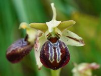 Ophrys sphegodes ssp cretensis 43, Saxifraga-Harry Jans