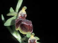 Ophrys sphegodes ssp provincialis 9, Saxifraga-Hans Dekker